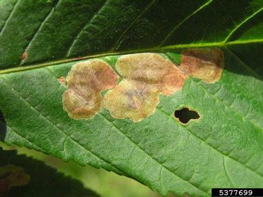 horse chestnut leafminer (Cameraria ohridella ) on common horse chestnut (Aesculus hippocastanum ) - 5377699