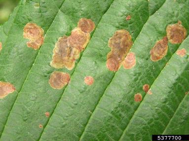 horse chestnut leafminer (Cameraria ohridella ) on common horse chestnut (Aesculus hippocastanum ) - 5377700
