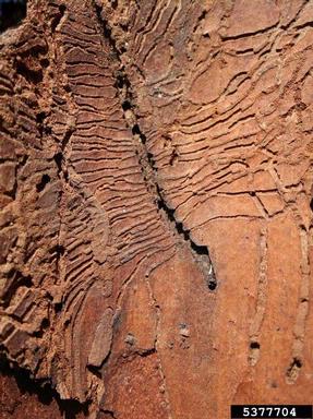 birch bark beetle (Scolytus ratzeburgi ) on birch (Betula spp. ) - 5377704