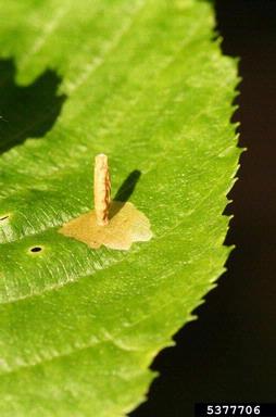 casebearer moths (Coleophora spp. ) on European hornbeam (Carpinus betulus ) - 5377706