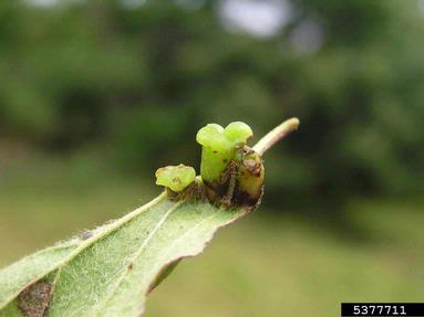 gall midge (Craneiobia corni ) on dogwood (Cornus spp. ) - 5377711