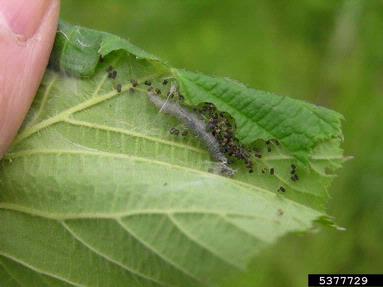 leafrollers and olethreutine moths (  ) on hazelnut (Corylus spp. ) - 5377729