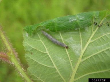 leafrollers and olethreutine moths (  ) on hazelnut (Corylus spp. ) - 5377732