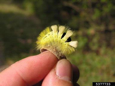 pale tussock moth (Calliteara pudibunda ) on European beech (Fagus sylvatica ) - 5377733