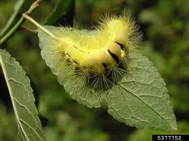 pale tussock moth (Calliteara pudibunda ) on European beech (Fagus sylvatica ) - 5377752