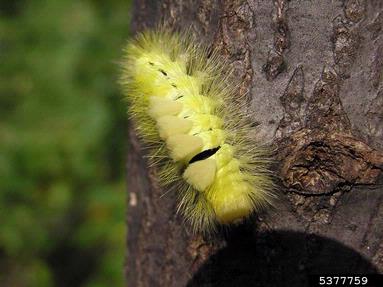 pale tussock moth (Calliteara pudibunda ) on European beech (Fagus sylvatica ) - 5377759