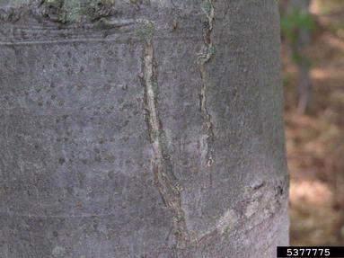 Ectoedemia liebwerdella (Ectoedemia liebwerdella ) on European beech (Fagus sylvatica ) - 5377775
