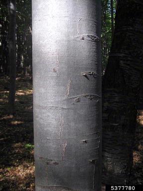 Ectoedemia liebwerdella (Ectoedemia liebwerdella ) on European beech (Fagus sylvatica ) - 5377780