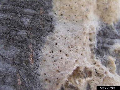 gypsy moth (Lymantria dispar ) on European beech (Fagus sylvatica ) - 5377793