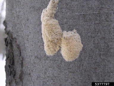 gypsy moth (Lymantria dispar ) on European beech (Fagus sylvatica ) - 5377797