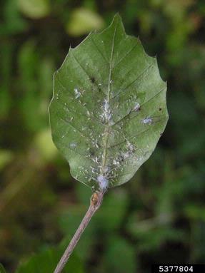 woolly beech aphid (Phyllaphis fagi ) on European beech (Fagus sylvatica ) - 5377804