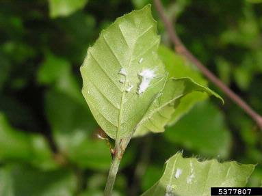 woolly beech aphid (Phyllaphis fagi ) on European beech (Fagus sylvatica ) - 5377807