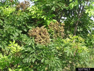 Eriophyid mites (Eriophyes spp. ) on European ash (Fraxinus excelsior ) - 5377817