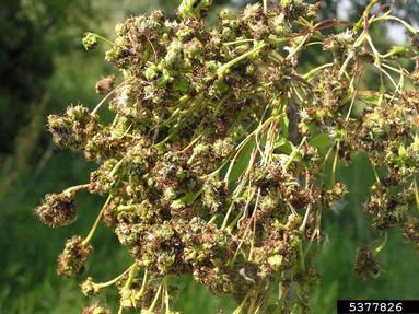 Eriophyid mites (Eriophyes spp. ) on European ash (Fraxinus excelsior ) - 5377826