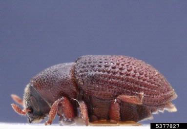 larch elm bark beetle (Hylesinus crenatus ) on European ash (Fraxinus excelsior ) - 5377827