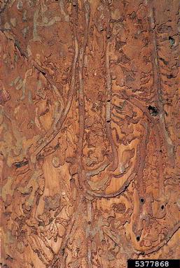 large larch bark beetle (Ips cembrae ) on European larch (Larix decidua ) - 5377868