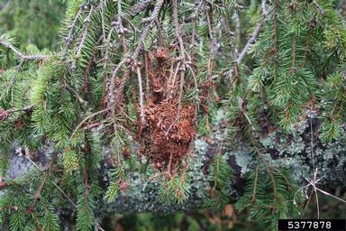 spruce webworm (Cephalcia abietis ) on spruce (Picea spp. ) - 5377878