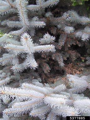 orange spruce needleminer (Coleotechnites piceaella ) on spruce (Picea spp. ) - 5377885