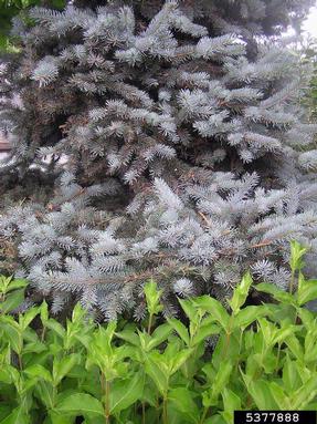 orange spruce needleminer (Coleotechnites piceaella ) on spruce (Picea spp. ) - 5377888