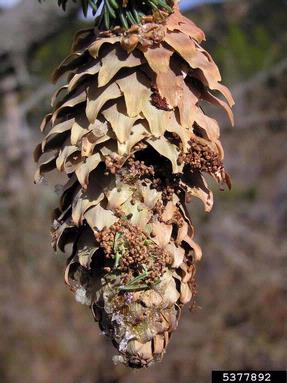 spruce coneworm (Dioryctria abietella ) on spruce (Picea spp. ) - 5377892