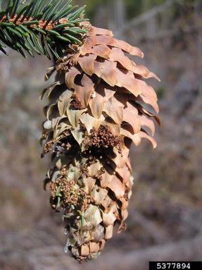 spruce coneworm (Dioryctria abietella ) on spruce (Picea spp. ) - 5377894
