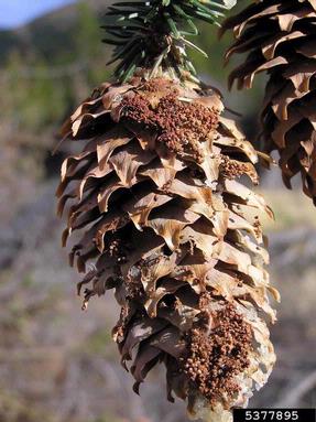spruce coneworm (Dioryctria abietella ) on spruce (Picea spp. ) - 5377895