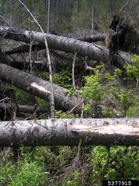 European spruce bark beetle (Ips typographus ) on spruce (Picea spp. ) - 5377915