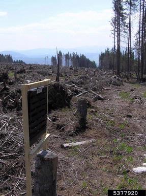 European spruce bark beetle (Ips typographus ) on spruce (Picea spp. ) - 5377920