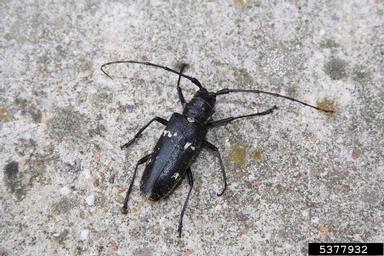 sawyer beetle (Monochamus sartor ) on spruce (Picea spp. ) - 5377932