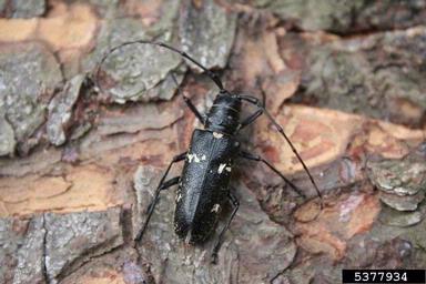 sawyer beetle (Monochamus sartor ) on spruce (Picea spp. ) - 5377934