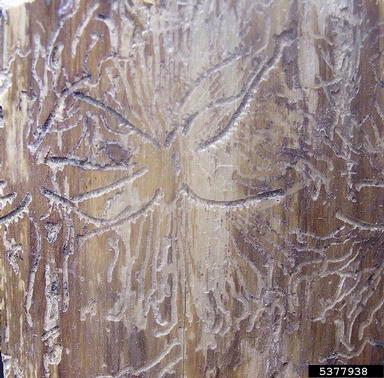 six-toothed spruce bark beetle (Pityogenes chalcographus ) on spruce (Picea spp. ) - 5377938