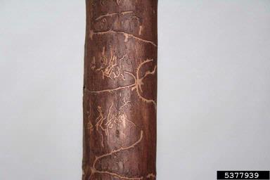 bark beetle (Pityophthorus exsculptus ) on spruce (Picea spp. ) - 5377939
