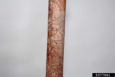 fir bark beetle (Pityophthorus pityographus ) on spruce (Picea spp. ) - 5377941