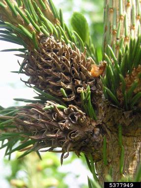 adelgid (Sacchiphantes viridis ) on spruce (Picea spp. ) - 5377949