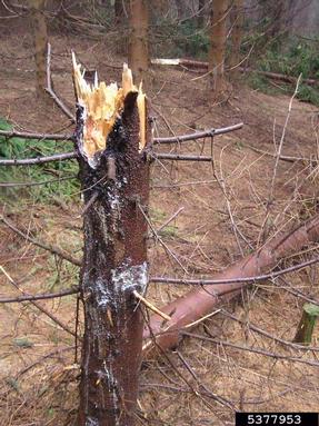 wind (  ) on spruce (Picea spp. ) - 5377953