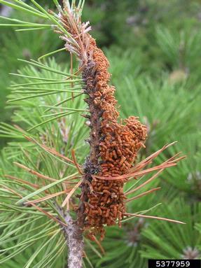 web-spinning pine-sawfly (Acantholyda hieroglyphica ) on pine (Pinus spp. ) - 5377959