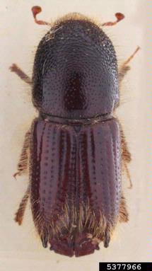 six-spined engraver beetle (Ips sexdentatus ) on pine (Pinus spp. ) - 5377966