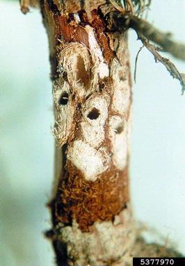 small banded pine weevil (Pissodes castaneus ) on pine (Pinus spp. ) - 5377970