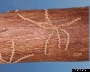 two-toothed pine beetle (Pityogenes bidentatus ) on pine (Pinus spp. ) - 5377971