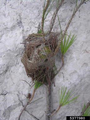 pine processionary moth (Thaumetopoea pityocampa ) on pine (Pinus spp. ) - 5377980