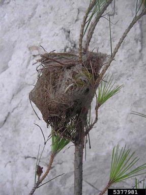 pine processionary moth (Thaumetopoea pityocampa ) on pine (Pinus spp. ) - 5377981