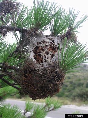 pine processionary moth (Thaumetopoea pityocampa ) on pine (Pinus spp. ) - 5377983