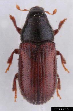 lesser pine shoot beetle (Tomicus minor ) on pine (Pinus spp. ) - 5377986