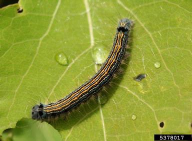 lackey moth, Malacosoma neustria  (Lepidoptera: Lasiocampidae) - 5378017