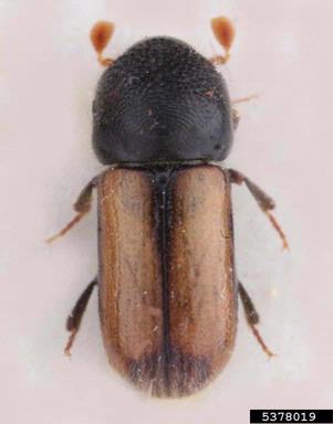 European hardwood ambrosia beetle, Trypodendron domesticum  (Coleoptera: Curculionidae) - 5378019