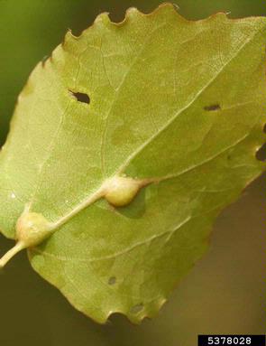 gall midge (Lasioptera populnea ) on aspen/poplar (Populus spp. ) - 5378028