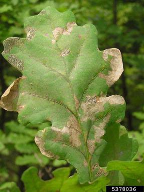 oak flea beetle (Altica quercetorum ) on oak (Quercus spp. ) - 5378036