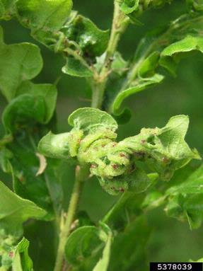 Cynipid gall wasp (Andricus crispator ) on oak (Quercus spp. ) - 5378039