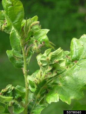 Cynipid gall wasp (Andricus crispator ) on oak (Quercus spp. ) - 5378040