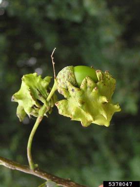 knopper gall (Andricus quercuscalicis ) on oak (Quercus spp. ) - 5378047